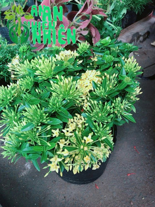 Cây trang thái vàng