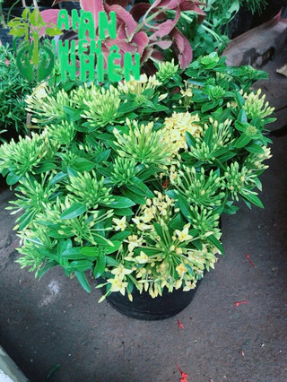 Cây trang thái vàng