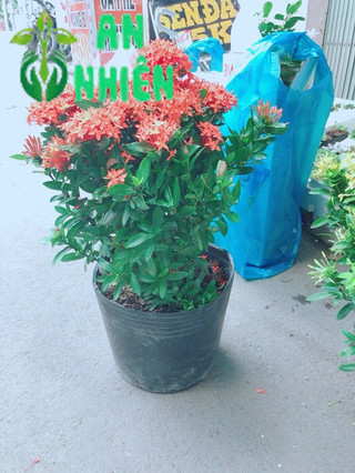 Hoa trang thái