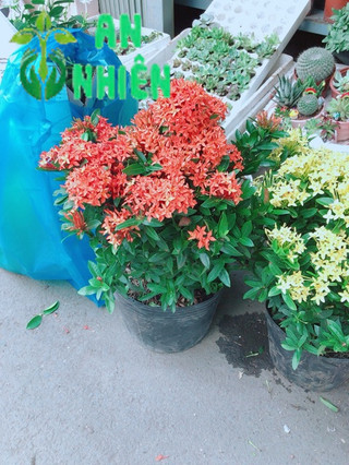 Hoa trang thái
