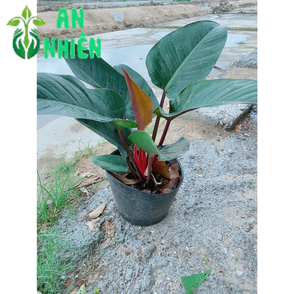 Trầu Bà Đế Vương Đỏ
