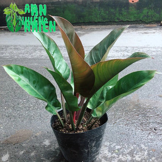 Trầu Bà Đế Vương Đỏ