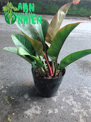 Trầu Bà Đế Vương Đỏ
