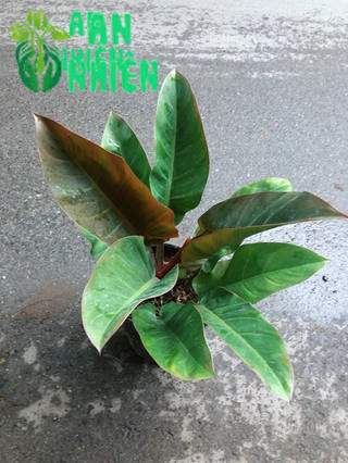 Trầu Bà Đế Vương Đỏ
