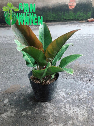 Trầu Bà Đế Vương Đỏ