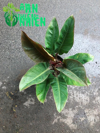 Trầu Bà Đế Vương Đỏ