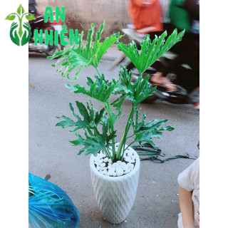 Chậu Trầu Bà Thanh Xuân 1m