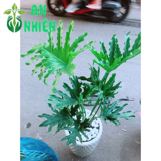 Chậu Trầu Bà Thanh Xuân 1m