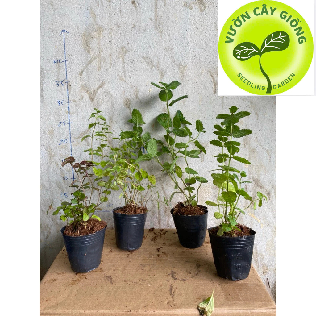 Combo 4 dòng bạc hà hương trái cây: Cây Bạc hà Táo - AppleMint , bạc hà dâu, bạc hà cam, bạc hà bưởi
