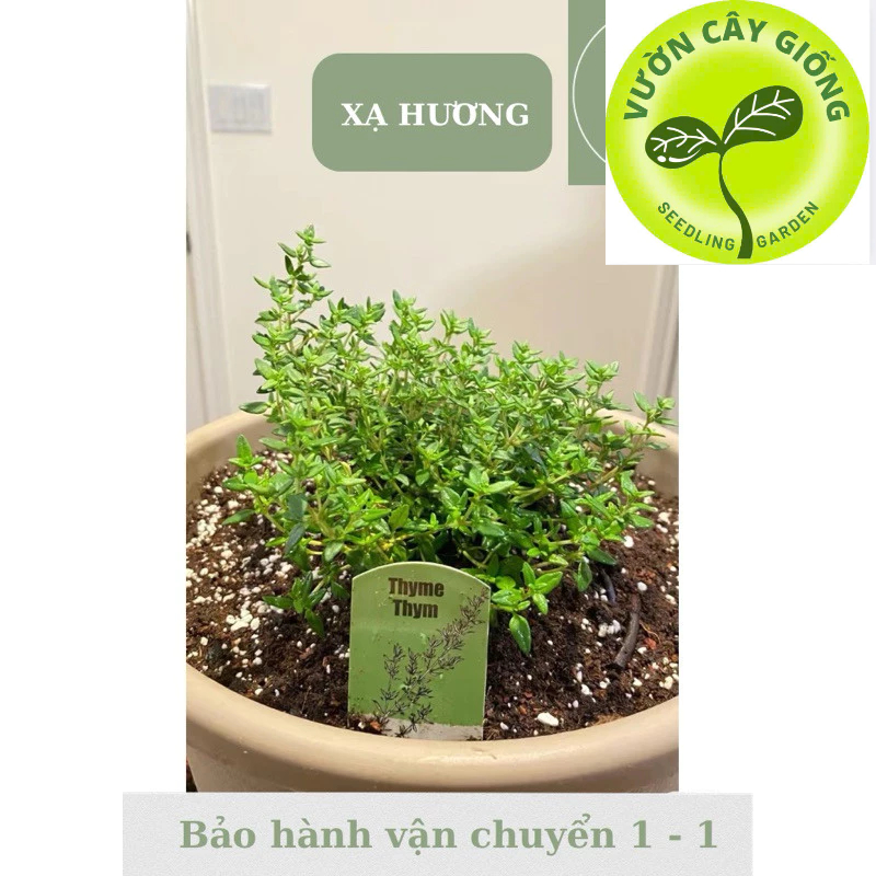 Combo 2 dòng Xạ hương - Thyme , xạ chanh - Cây mang hương thơm nhẹ nhàng - Ưa nắng
