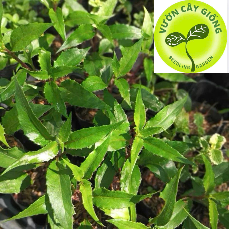 Combo 5 Cây giống rau rừng các dòng rau lủi rừng, rau rừng Lỗ bình,cây Bầu đất - Thơm ngon giòn ngọt