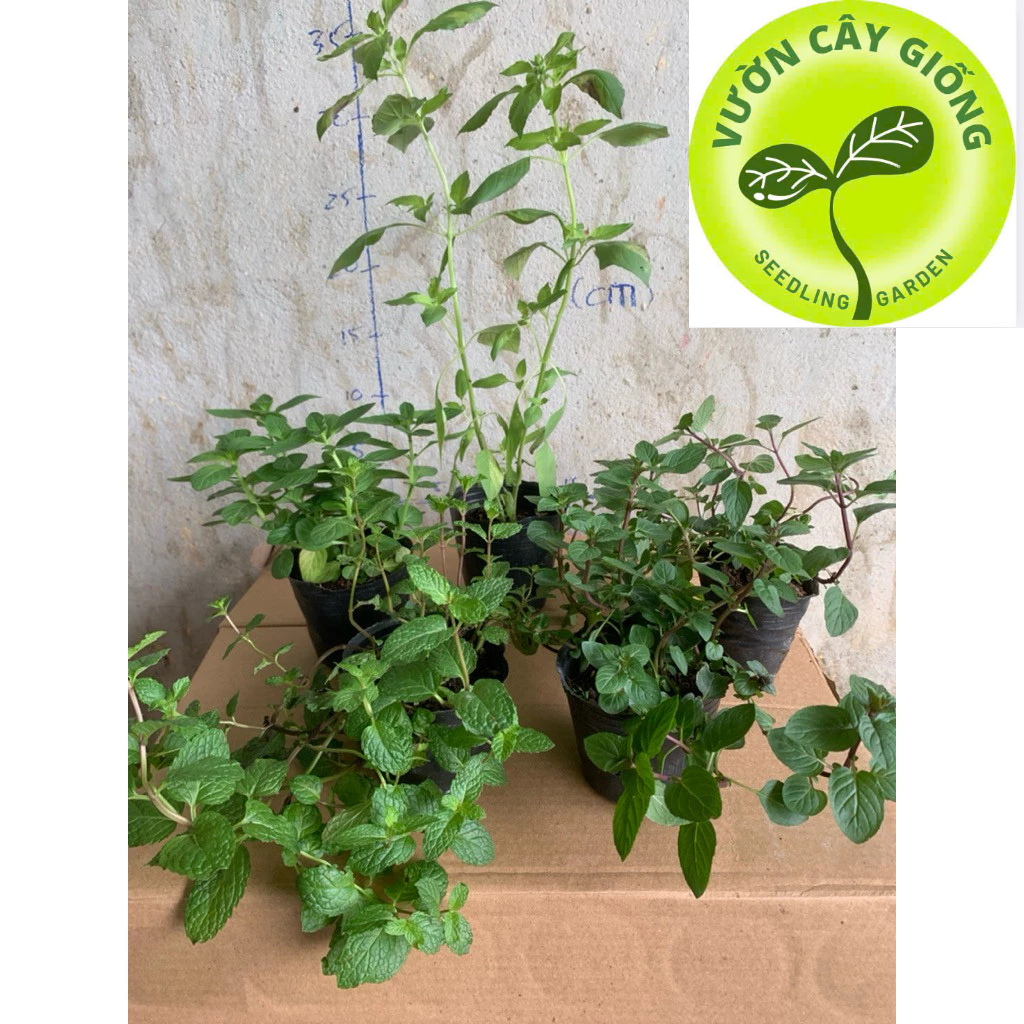 Rau gia vị: Combo 5 chậu Cây Húng 5 dòng Húng lủi, húng quế, húng đỏ, húng trắng, húng bạc hà - Tăng