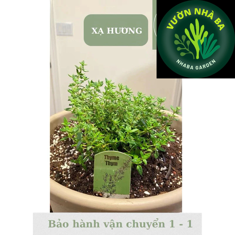 Combo 2 dòng Xạ hương - Thyme , xạ chanh - Cây mang hương thơm nhẹ nhàng - Ưa nắng