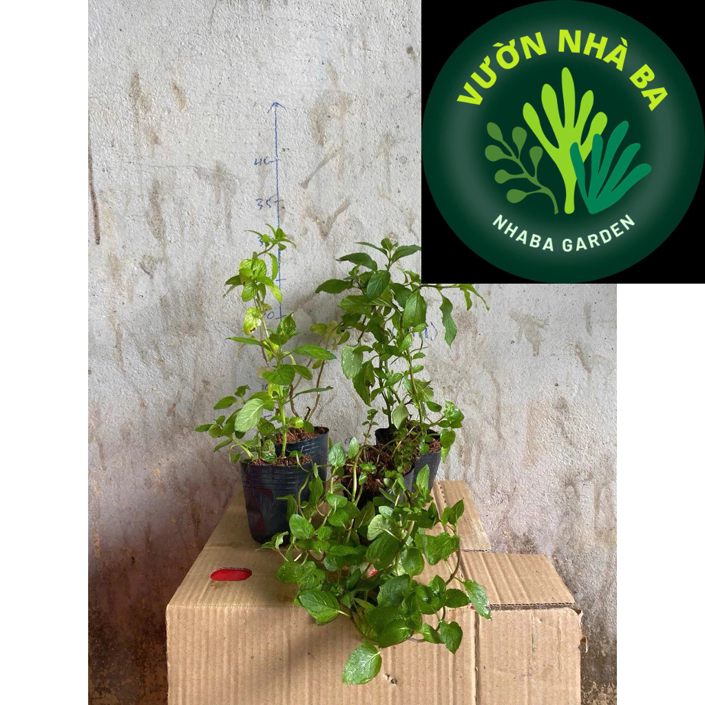 Combo 4 dòng bạc hà the mát: Bạc hà tiêu peppermint, Bạc hà Âu, Bạc hà Nhật, Bạc hà chocomint - Cây 