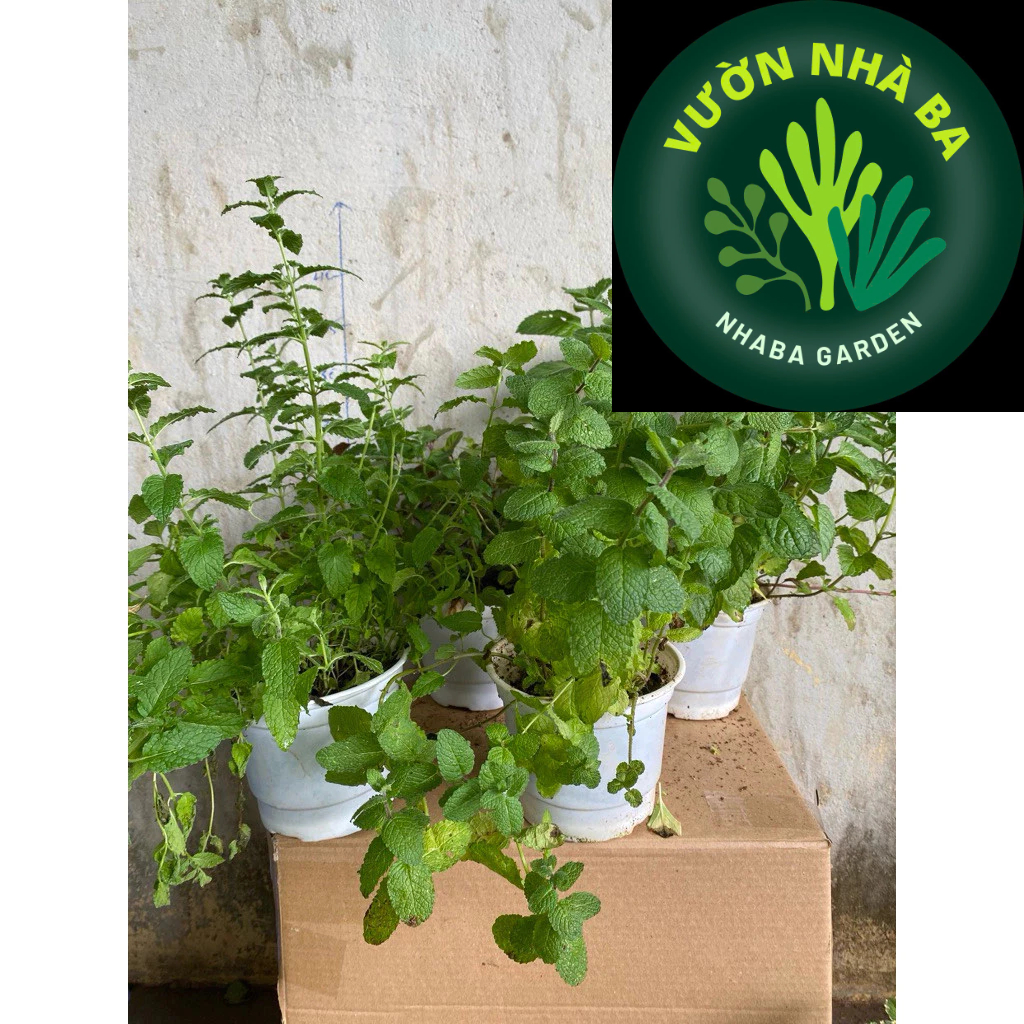 Combo bạc hà có mùi thơm trái cây: Bạc hà dâu 🍓, Bạc hà cam, Bạc hà Táo, Bạc hà bưởi