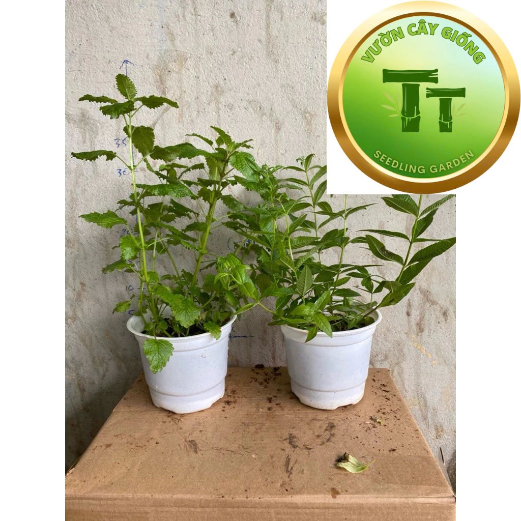 Combo 2 dòng Bạc hà sả chanh - Lemon Balm  và Sả chanh Pháp ( Mã tiên thảo ) Verveine Odorante - Cây