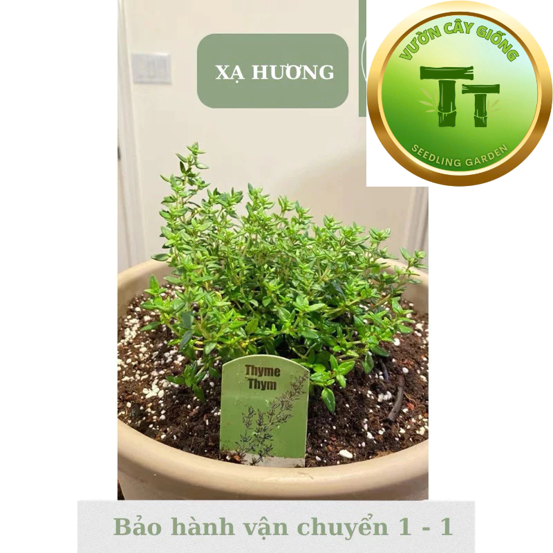 Combo 2 dòng Xạ hương - Thyme , xạ chanh - Cây mang hương thơm nhẹ nhàng - Ưa nắng