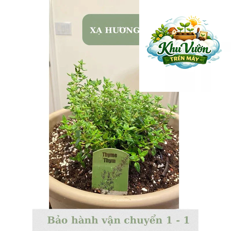 Combo 2 dòng Xạ hương - Thyme , xạ chanh - Cây mang hương thơm nhẹ nhàng - Ưa nắng
