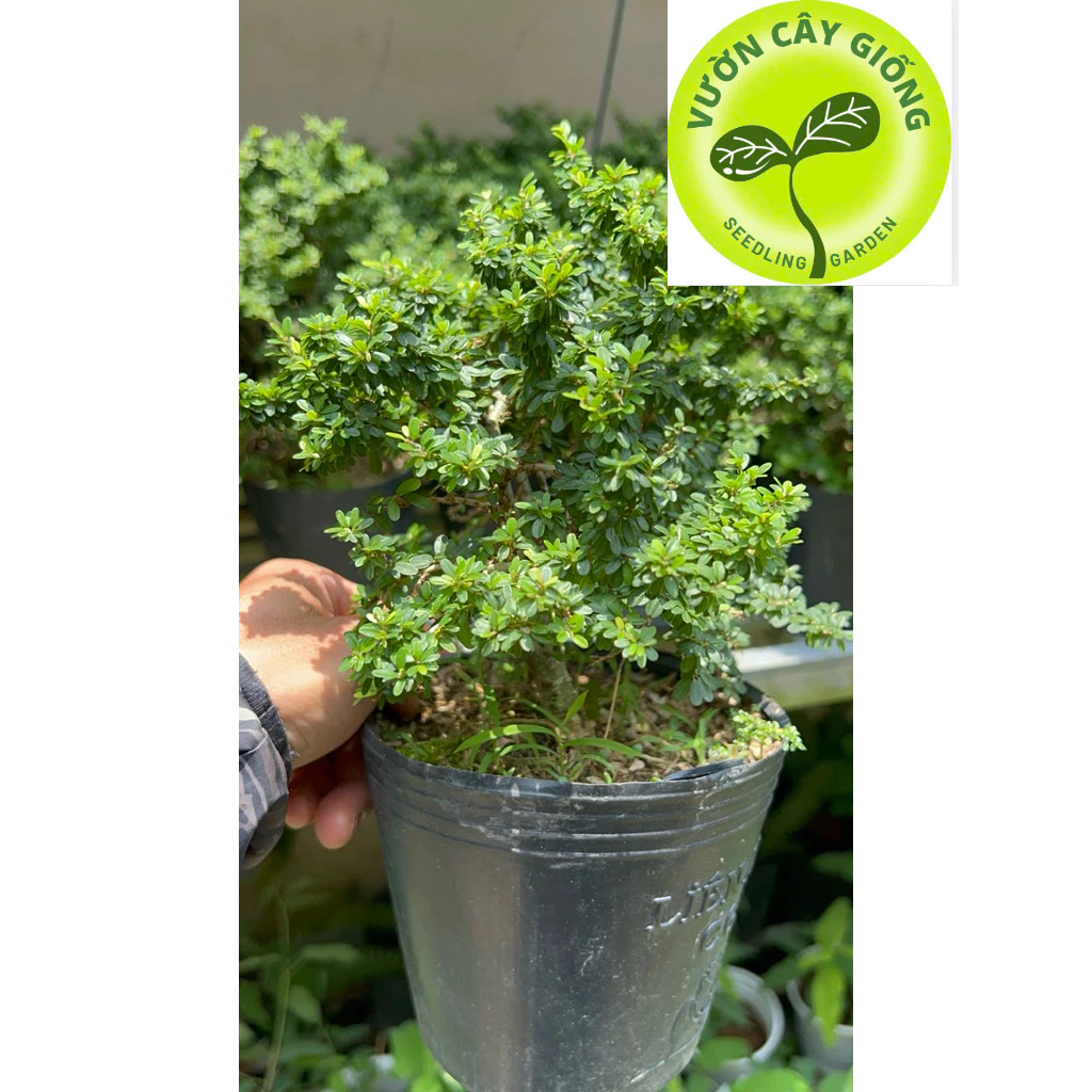 Cây Linh sam mini - Linh sam hạt gạo siêu bông - Cây Bonsai mini để bàn