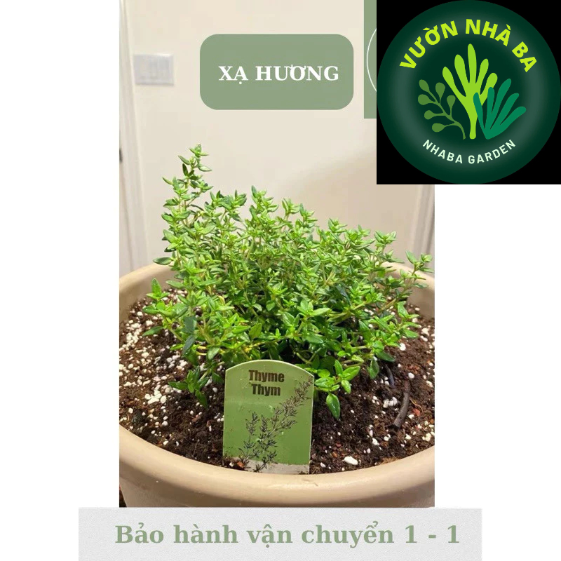 Combo 2 dòng Xạ hương - Thyme , xạ chanh - Cây mang hương thơm nhẹ nhàng - Ưa nắng
