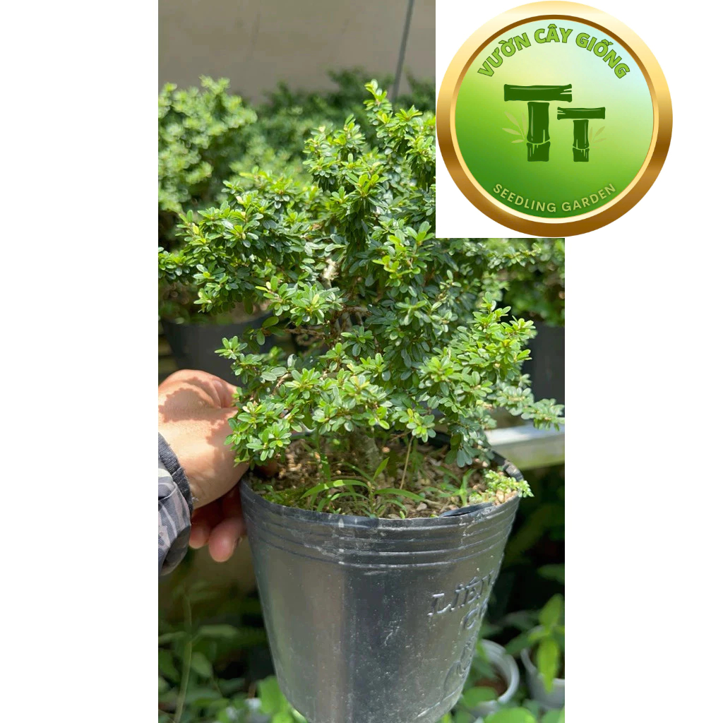 Cây Linh sam mini - Linh sam hạt gạo siêu bông - Cây Bonsai mini để bàn