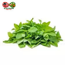 [Laifarm - Hỏa tốc HCM] - Nông trại Đà Lạt-Lá é trắng - Hương vị đặc sản đại ngàn 300g
