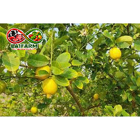 [Laifarm - Hỏa tốc HN] Quả chanh vàng thơm đậm 1kg - Rau Củ Đà Lạt Deli
