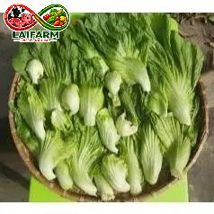 [Laifarm - Hỏa tốc HN] Dưa Cải Bẹ Muối Chua Truyền Thống – Giòn Ngon, Sạch An Toàn – Nông Sản Dũng Hà