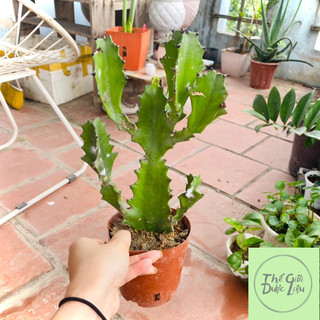 Cây xương rồng ba cạnh, xương rồng trừ tà ảnh thật - Thế Giới Dược Liệu