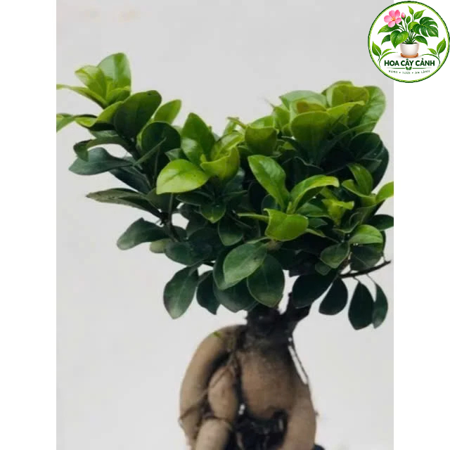 Cây bonsai si nhật - bonsai mini