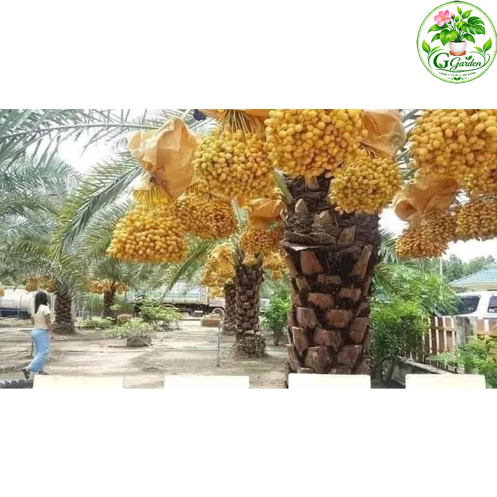 Cây chà là ăn quả Bahrain (ảnh thật số 2).