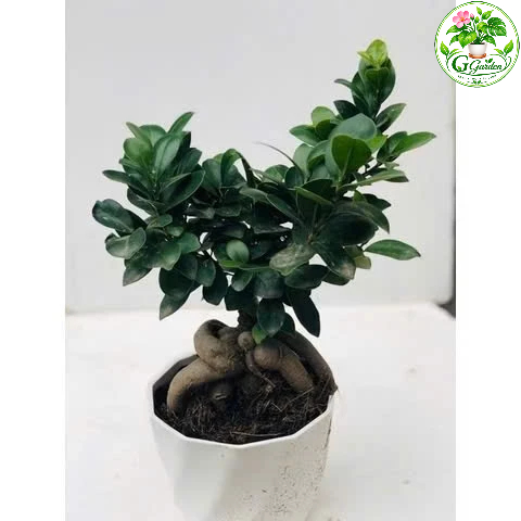Cây bonsai si nhật - bonsai mini.