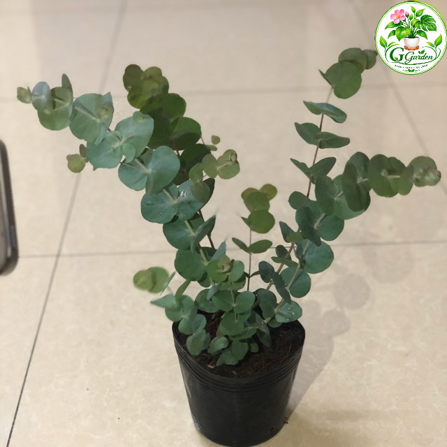 Cây Đô La Bạc - Bạch Đằng cảnh - Silver Dollar Tree - Eucalyptus cinerea (Argyle Apple)