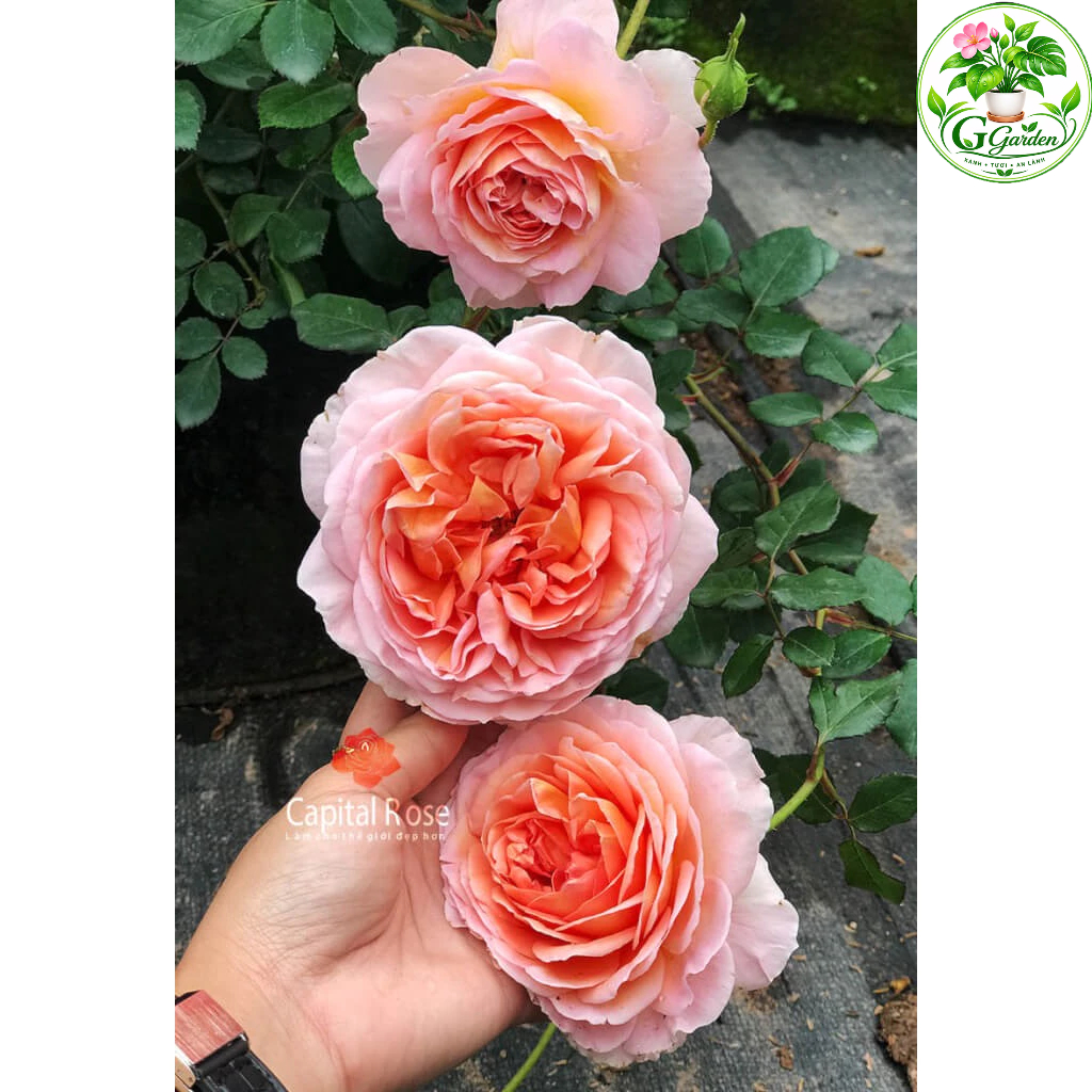 Cây hoa hồng leo Abraham nguyên bản trưởng thành cao 70 cm đang hoa