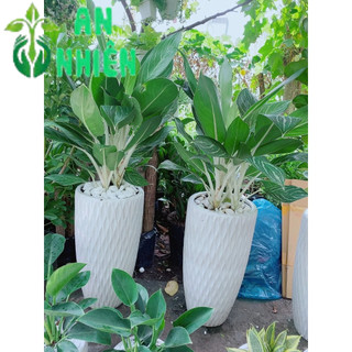 Chậu Cây Bạch Mã Hoàng Tử 1m(chỉ giao hoả tốc)