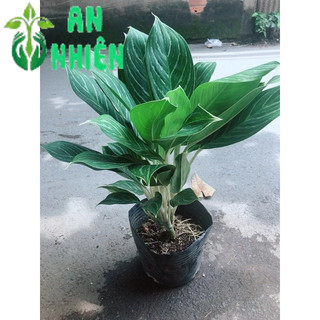 Cây Bạch Mã Hoàng Tử 60-70cm