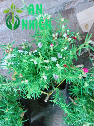 Hoa mười giờ (10h)
