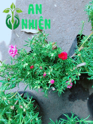 Hoa mười giờ (10h)