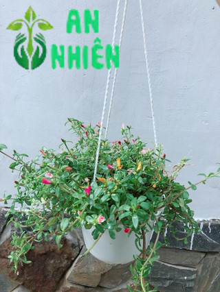 Chậu Hoa Mười Giờ Sam Lớn
