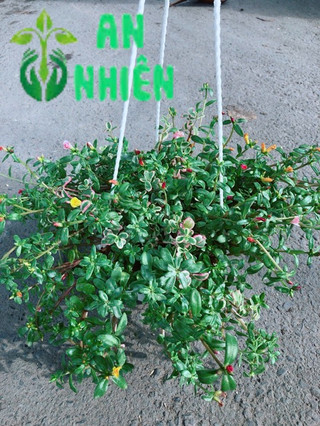 Chậu Hoa Mười Giờ Sam Lớn