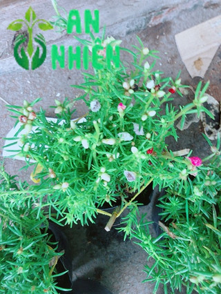 Hoa mười giờ (10h)