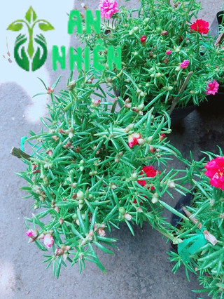 Hoa mười giờ (10h)