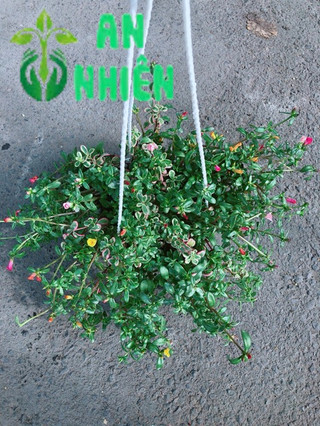Chậu Hoa Mười Giờ Sam Lớn