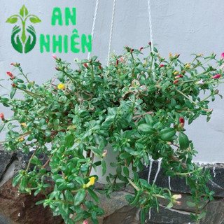 Chậu Hoa Mười Giờ Sam Lớn
