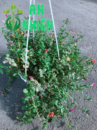 Chậu Hoa Mười Giờ Sam Lớn