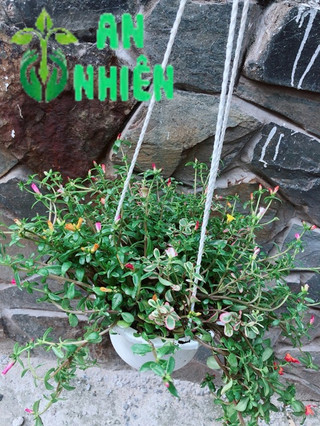 Chậu Hoa Mười Giờ Sam Lớn