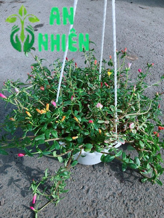 Chậu Hoa Mười Giờ Sam Lớn