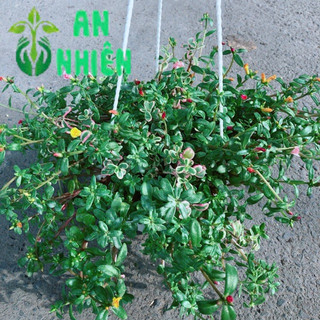 Chậu Hoa Mười Giờ Sam Lớn
