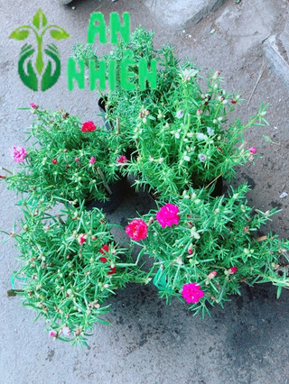 Hoa mười giờ (10h)