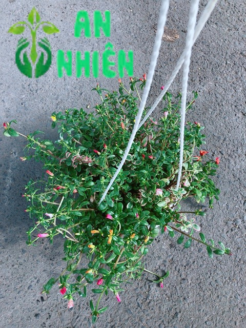 Chậu Hoa Mười Giờ Sam Lớn